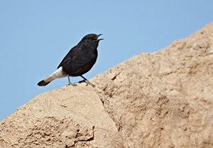 Black Wheatear (Oenanthe leucura) adult male, calling, standing on rock, near Ouarzazate, Morocco, february