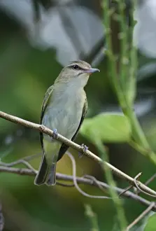 Black-whiskered Vireo (Vireo altiloquus altiloquus) adult, perched on twig, Port Antonio, Jamaica, april