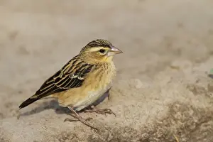 Black-winged Bishop (Euplectes hordeaceus) adult male, non-breeding plumage, standing on ground, Gambia, january