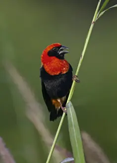 Black-winged Bishop (Euplectes hordeaceus) adult male, breeding plumage, displaying, perched on grass stem, near Toubacouta, Senegal, october