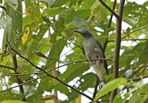 Cuckooshrikes Prints: Black-winged Cuckoo-shrike (Coracina melaschistos avensis) adult male