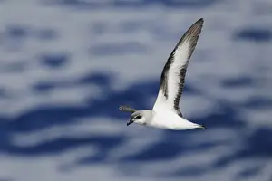 Procellariidae Prints: Black-winged Petrel (Pterodroma nigripennis) adult