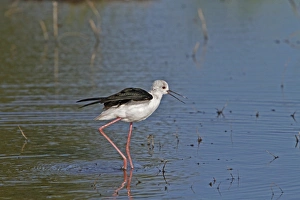 Wings Prints: Black winged Stilt calling - Okavango Delta, Botswana
