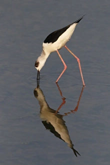 Shallows Prints: Black-winged Stilt (Himantopus himantopus) adult