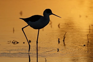 Black-winged Stilt (Himantopus himantopus) adult, walking in shallow water, silhouetted at sunset, Long Valley