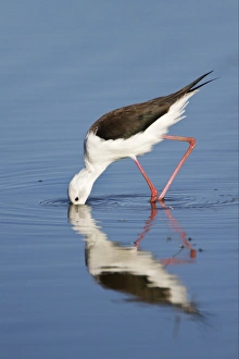 Stilts Prints: Black-winged Stilt (Himantopus himantopus) adult
