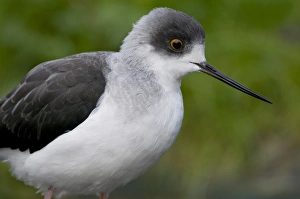 Black-winged Stilt (Himantopus himantopus) adult, close-up of head (captive)