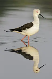 Black-winged Stilt (Himantopus himantopus) adult female, breeding plumage, walking in water, Hong Kong, China, October