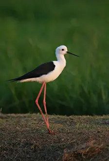 Black-winged Stilt (Himantopus himantopus) adult male, standing on bank, Thailand, february