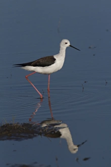 Black winged Stilt - Okavango Delta, Botswana