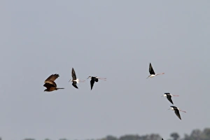 Donana Prints: Black winged Stilts chase a Black Kite which has taken one of there chicks