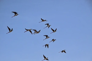Black Winged Prints: Black winged Stilts in flight - Extremadura Spain