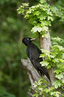 Central Europe Prints: Black Woodpecker (Dryocopus martius) adult female