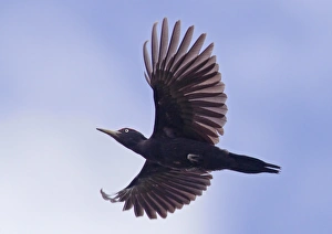 Wood Pecker Prints: Black Woodpecker (Dryocopus martius) adult male, in flight, Finland, june