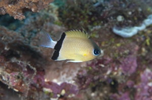 Chromis Prints: Blackbar Chromis (Chromis retrofasciata) adult