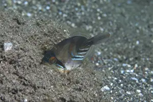 Triggerfish Prints: Blackbar Triggerfish (Rhinecanthus aculeatus) juvenile