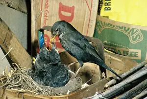 Black Bird Prints: Blackbird (Turdus merula) At nest feeding young in garden shed