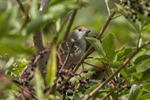 Atricapilla Prints: Blackcap in Elderberry tree