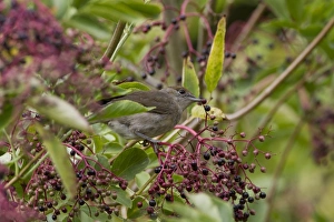 Blackcap feeding on Elderberries