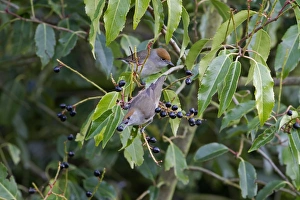 Blackcaps Prints: Blackcap (Sylvia atricapilla) two adult females