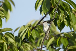 Blackcap (Sylvia atricapilla) adult male, singing, perched on twig, Two Tree Island Nature Reserve, Essex, England, may