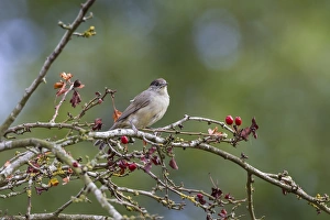 Atricapilla Prints: Blackcap a young male on Hawthorn tree