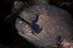 Morays Prints: Blackcheek Moray (Gymnothorax breedeni) adult