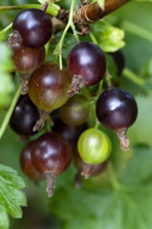 Currants Prints: Blackcurrant (Ribes nigrum) close-up of berries