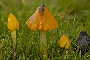 Somerset Prints: Blackening Waxcap (Hygrocybe nigrescens) fruiting bodies
