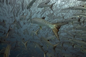 Sipadan Prints: Blackfin Barracuda (Sphyraena qenie) shoal
