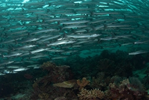 Blackfin Barracuda (Sphyraena qenie) shoal, swimming over coral reef, Barracuda Point, Sipadan Island, Sabah, Borneo, Malaysia