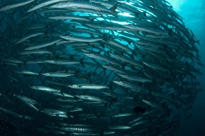 Blackfin Barracuda (Sphyraena qenie) shoal, Barracuda Point, Sipadan Island, Sabah, Borneo, Malaysia