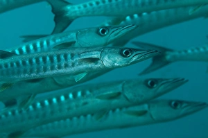 Blackfin Barracuda (Sphyraena qenie) shoal, Sipadan Island, Sipadan Island, Sabah, Borneo, Malaysia