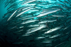 Blackfin Barracuda (Sphyraena qenie) shoal, Barracuda Point, Sipadan Island, Sabah, Borneo, Malaysia