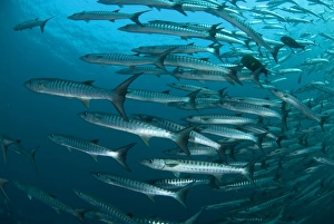 Blackfin Barracuda (Sphyraena qenie) shoal, Sipadan Island, Sabah, Borneo, Malaysia