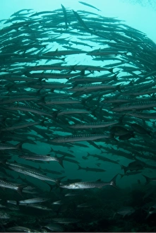Blackfin Barracuda (Sphyraena qenie) shoal, forming tornado, Barracuda Point, Sipadan Island, Sabah, Borneo, Malaysia