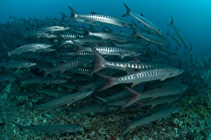 Blackfin Barracuda (Sphyraena qenie) shoal, Barracuda Point, Sipadan Island, Sabah, Borneo, Malaysia