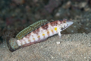 Strait Prints: Blackfin Sandperch (Parapercis snyderi) adult