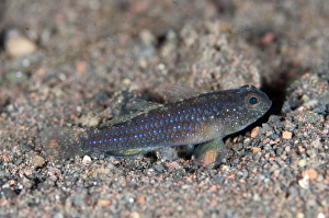 Gobies Prints: Blackfoot Goby (Asterropteryx atripes) adult