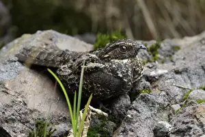 Rainforest Prints: Blackish Nightjar (Caprimulgus nigrescens) adult male