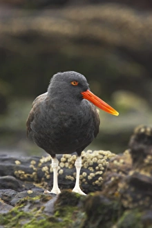 Blackish Oystercatcher (Haematopus ater) adult, standing on rocky shore, Carcass Island, Falkland Islands