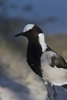 Botswana Prints: The Blacksmith Lapwing or Blacksmith Plover