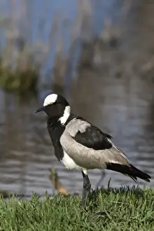 The Blacksmith Lapwing or Blacksmith Plover (Vanellus armatus) occurs commonly from Kenya through central Tanzania to