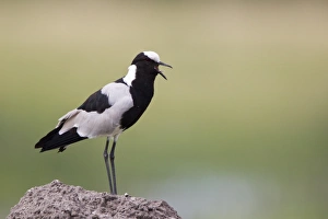 Plovers Prints: Blacksmith Plover (Vanellus armatus) adult