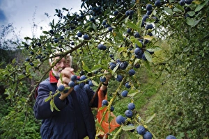 Picks Prints: Blackthorn (Prunus spinosa) berries