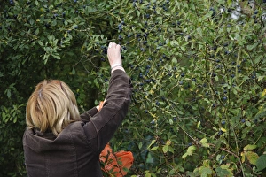 Blackthorn (Prunus spinosa) berries, growing in hedgerow beside public footpath, with woman picking for sloe gin