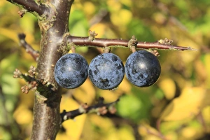Hedge Row Prints: Blackthorn (Prunus spinosa) close-up of berries