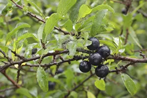 Blackthorn (Prunus spinosa) close-up of leaves and berries, growing in hedgerow, West Yorkshire, England, October