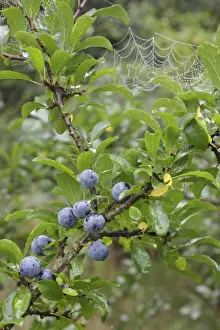 Blackthorn (Prunus spinosa) close-up of leaves and berries, growing in hedgerow with spider web, West Yorkshire