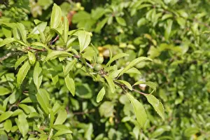Ripen Prints: Blackthorn (Prunus spinosa) close-up of leaves and unripe berries